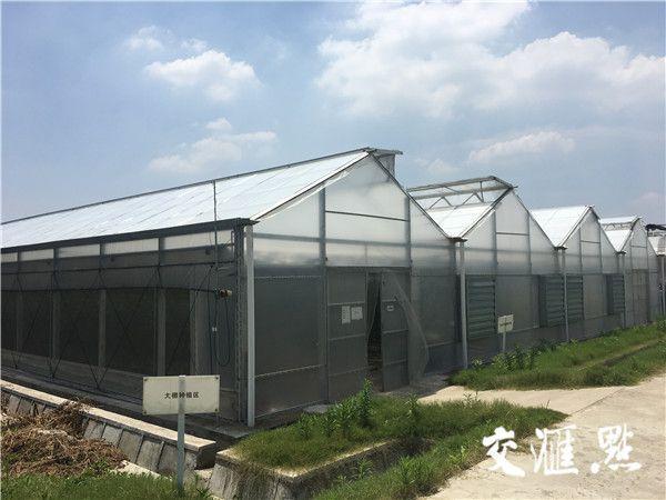 借力物联网无锡温室大棚变身智能工厂